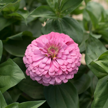 PREORDER:‎ Flower Plant:‎ Zinnia - Benary's Giants