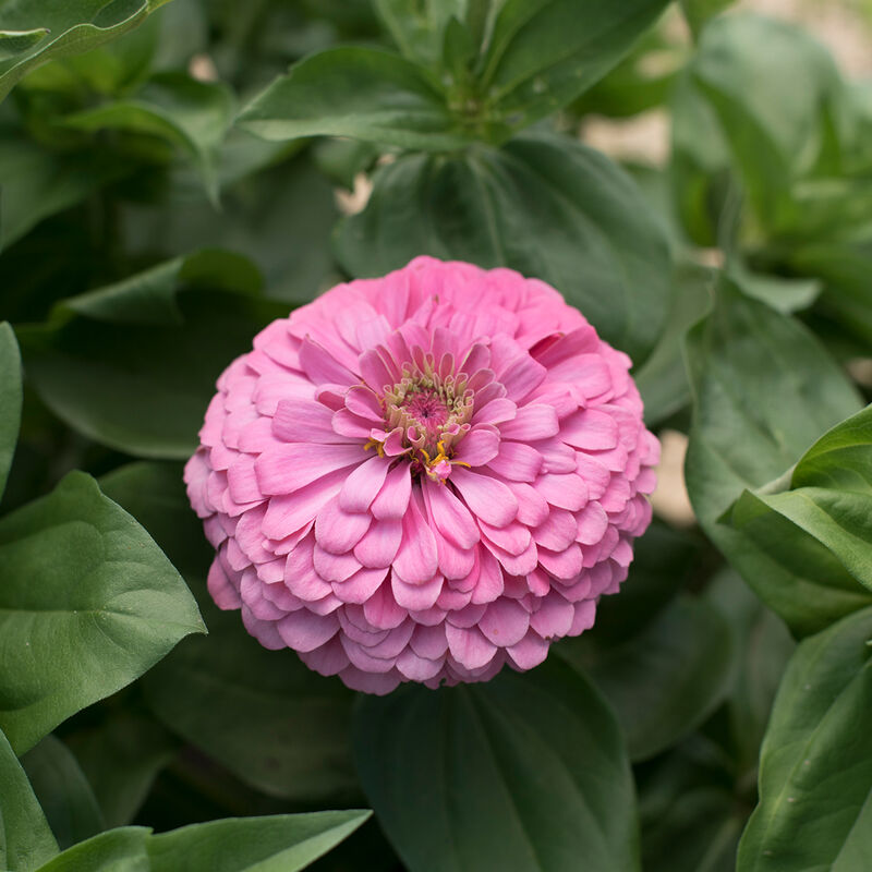 Seeds: Zinnia - Bernay's Giant Brilliant Pink