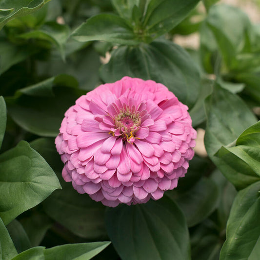 Seeds: Zinnia - Bernay's Giant Brilliant Pink