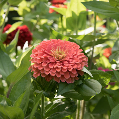 PREORDER:‎ Flower Plant:‎ Zinnia - Open Pollinated