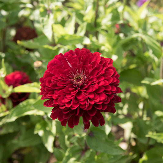 Seeds: Zinnia - Bernay's Giant Deep Red