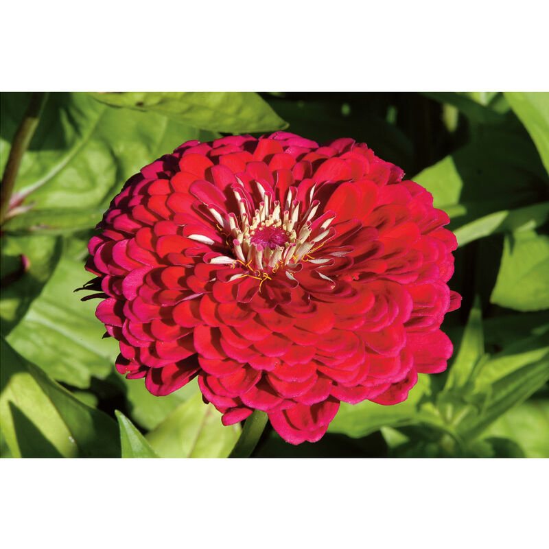 Seeds: Zinnia - Bernay's Giant Deep Red