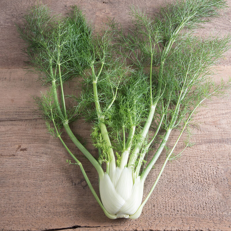 PREORDER:‎‎ Veg Plant:‎‎ Fennel seedlings