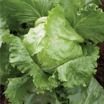 PREORDER:‎‎ Veg Plant:‎‎ Lettuce seedlings