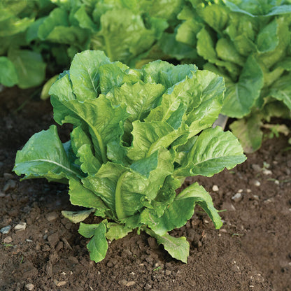 PREORDER:‎‎ Veg Plant:‎‎ Lettuce seedlings