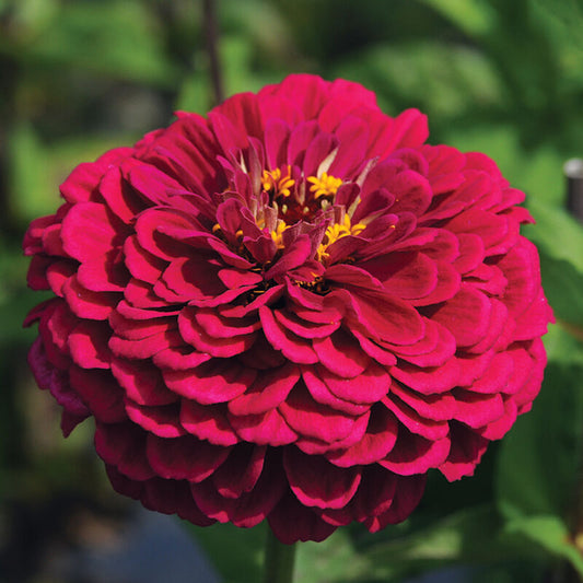 Seeds: Zinnia - Bernay's Giant Wine