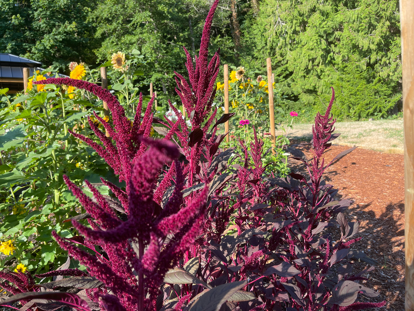 Seeds:‎ Amaranthus - Red Spike