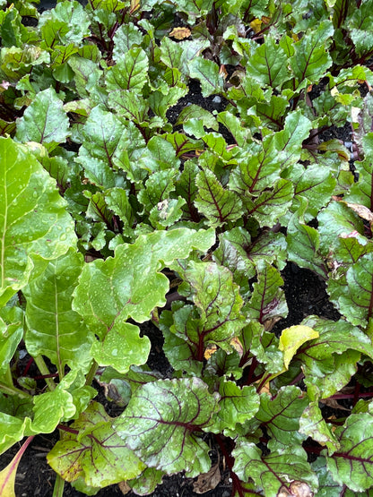 PREORDER:‎‎ Veg Plant:‎‎ Beet seedlings