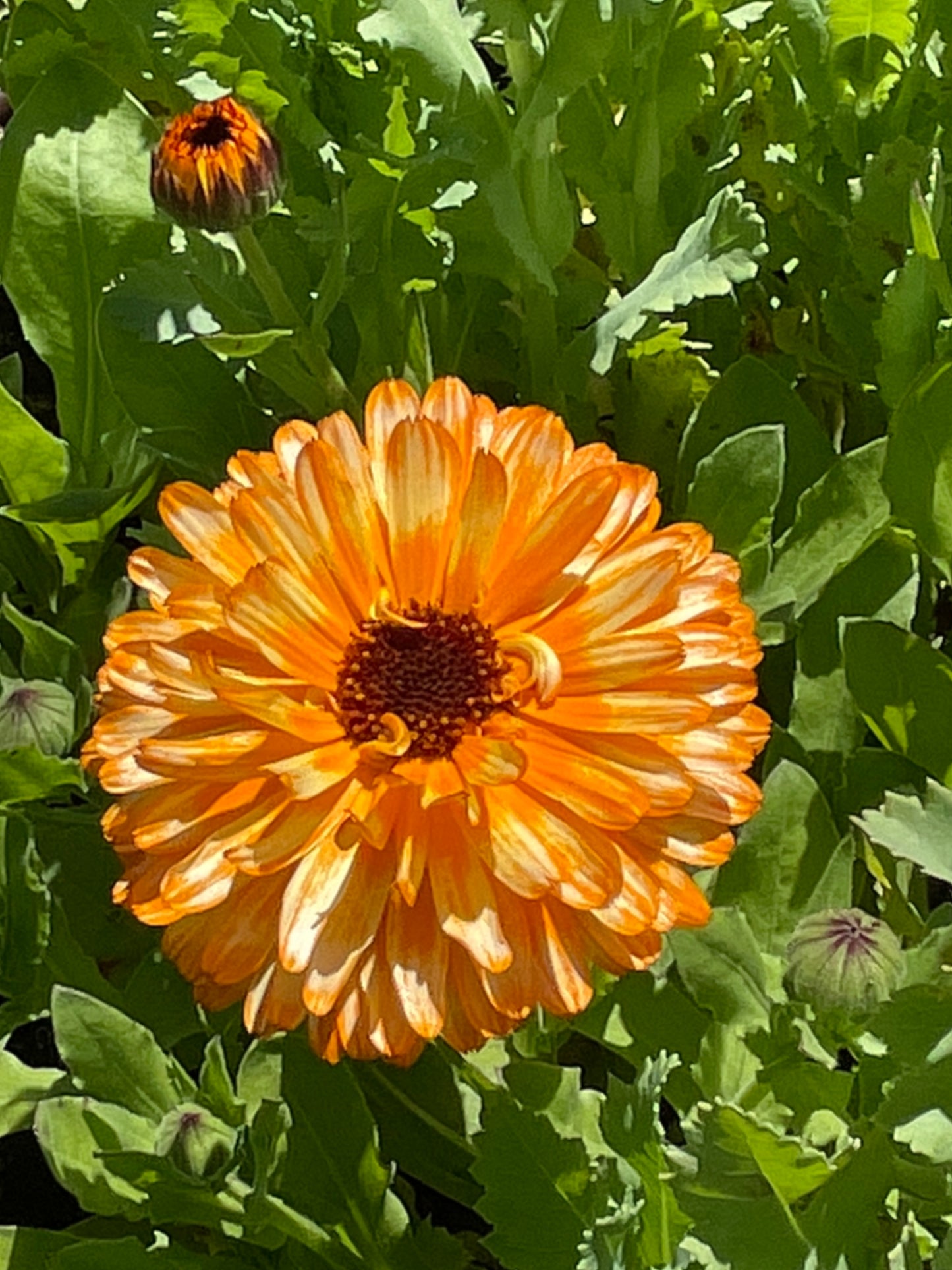 Seeds:‎ Calendula - Orange