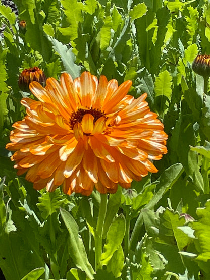 Seeds:‎ Calendula - Orange