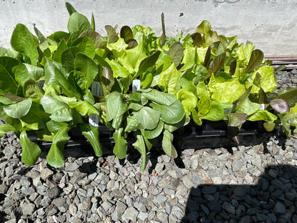 PREORDER:‎‎ Veg Plant:‎‎ Lettuce seedlings