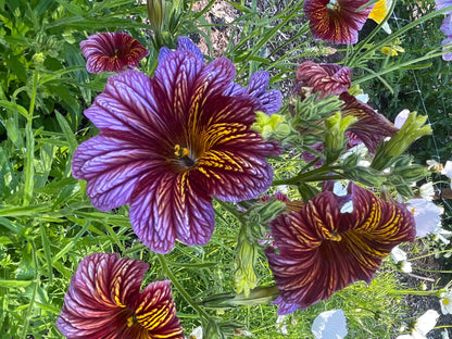 Seeds:‎ Salpiglossis Superbissima OP