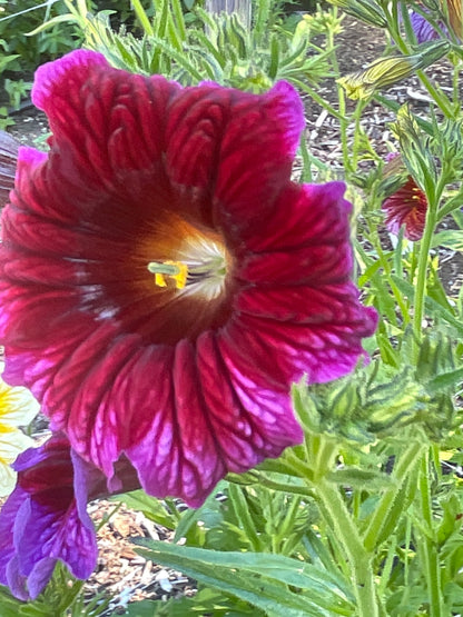 Seeds:‎ Salpiglossis Superbissima OP