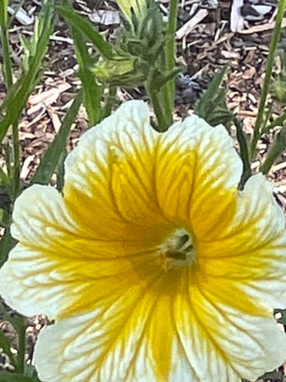 Seeds:‎ Salpiglossis Superbissima OP