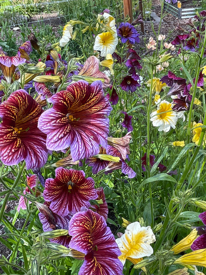 Seeds:‎ Salpiglossis Superbissima OP