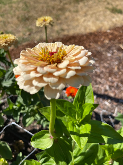 Seeds: Zinnia,‎ OP Parent: Alpenglow