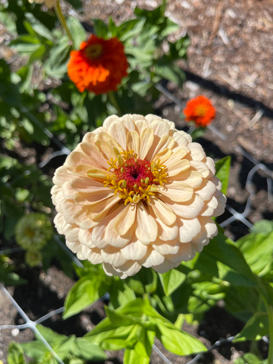 Seeds: Zinnia,‎ OP Parent: Alpenglow