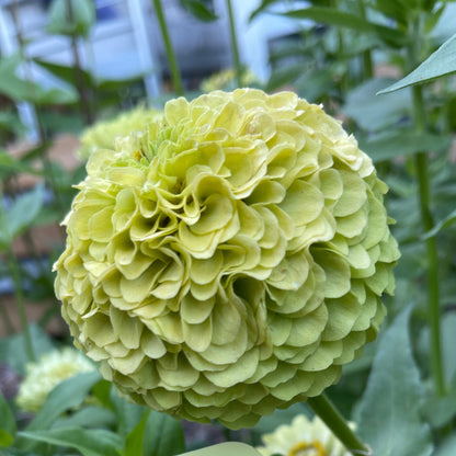 Seeds: Zinnia - Benary's Giant Lime