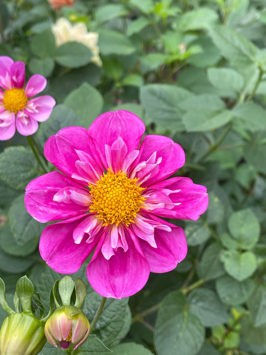 Dahlia Tuber:‎ Sugar Moon Resilience