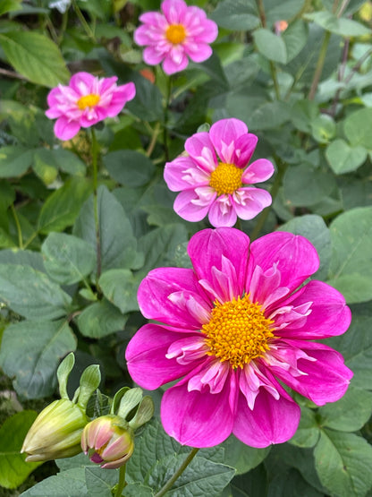 Dahlia Tuber:‎ Sugar Moon Resilience