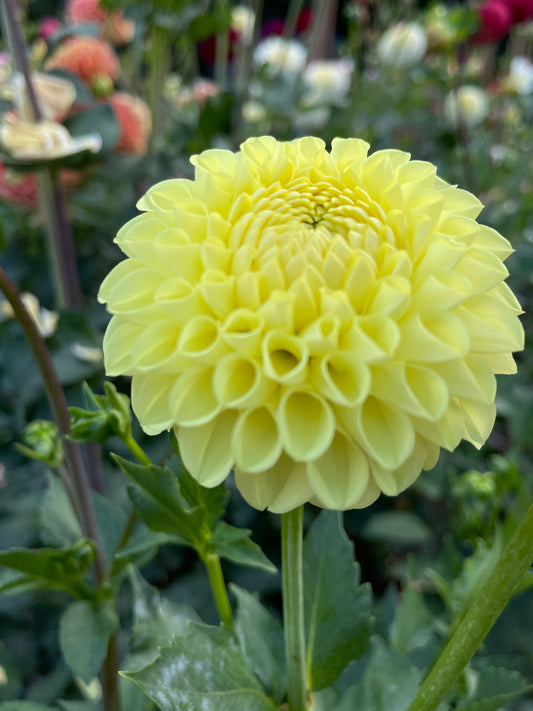 Dahlia Tuber:‎ AC Tara