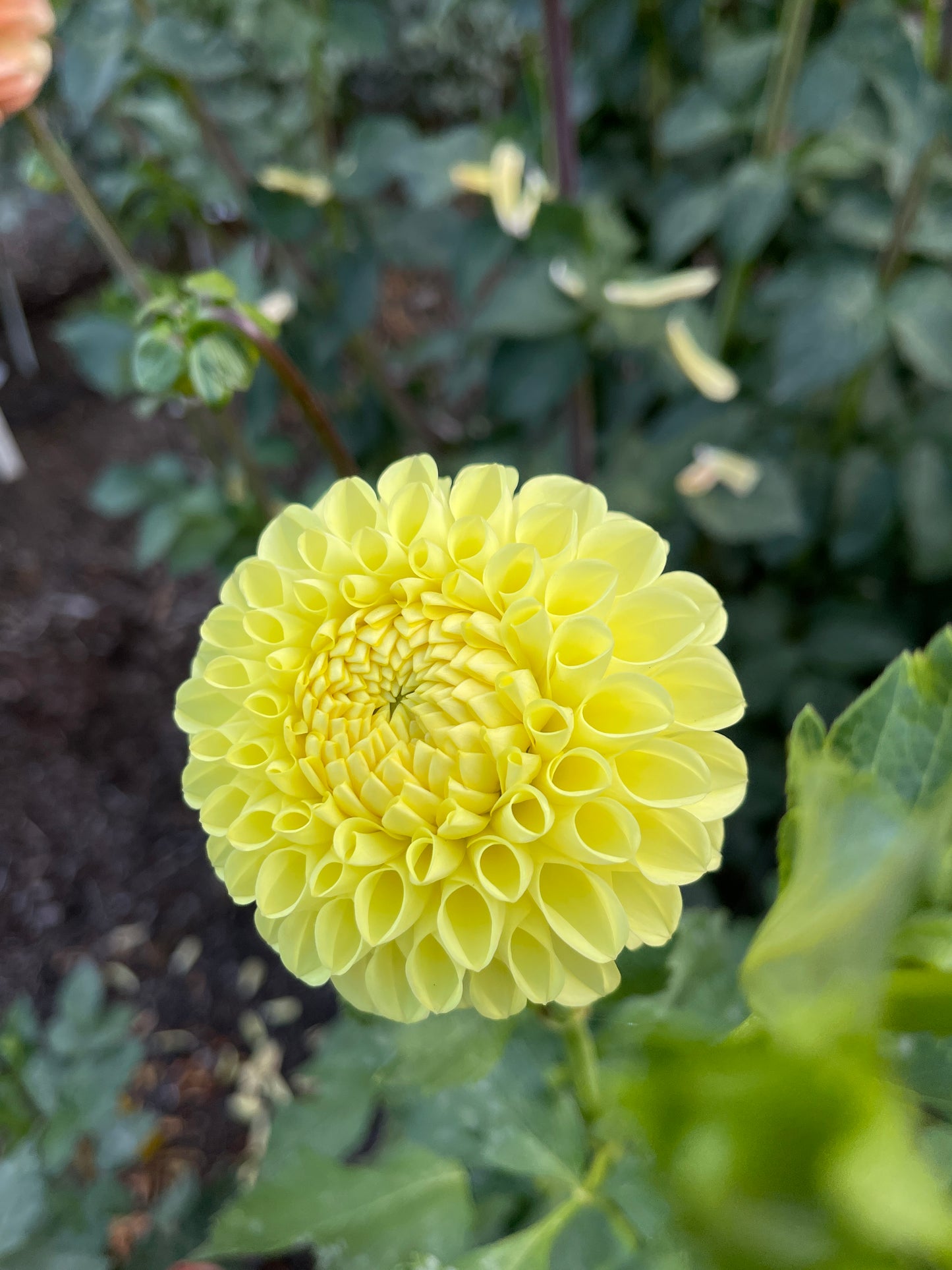 Dahlia Tuber:‎ AC Tara