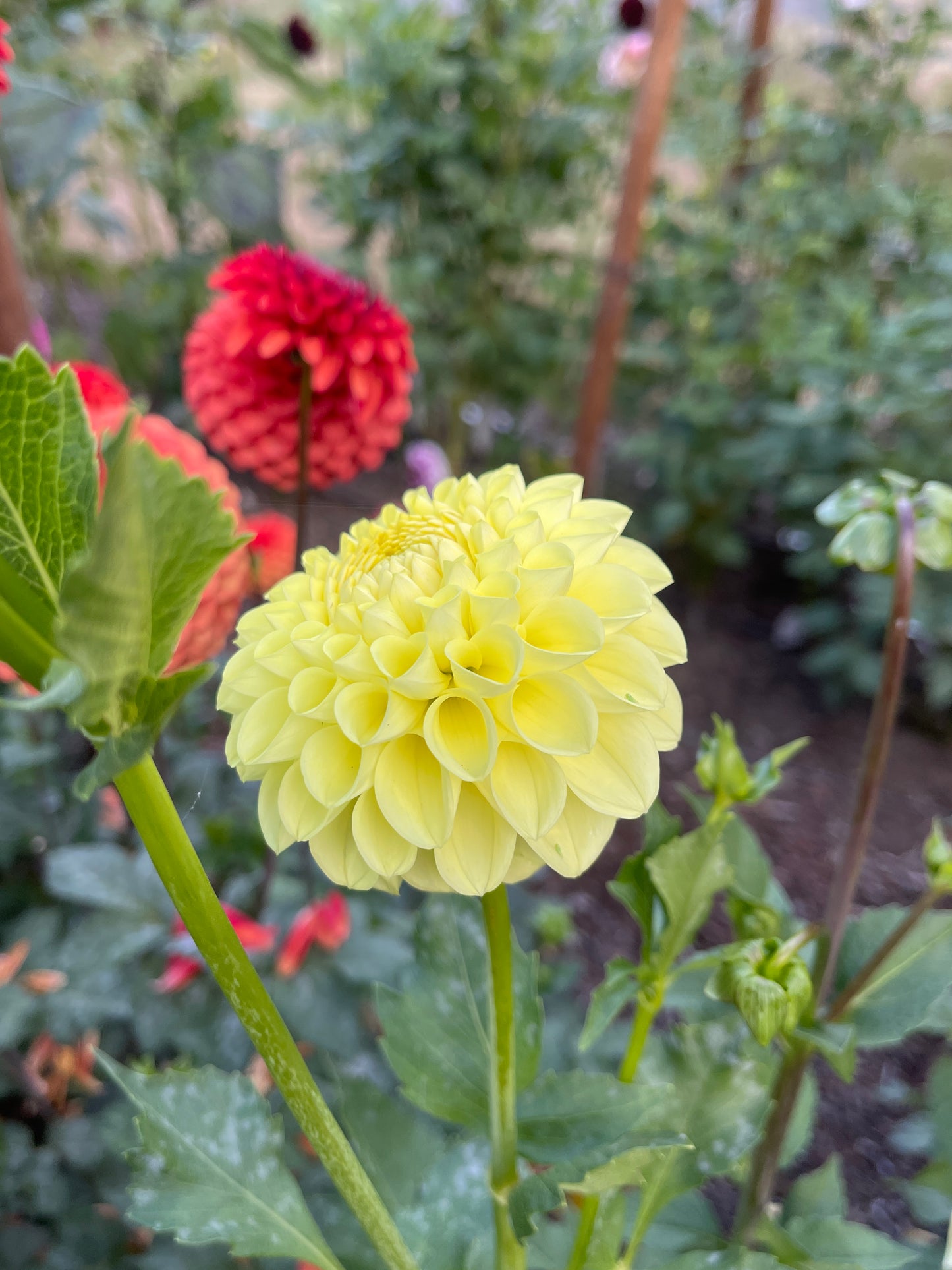 Dahlia Tuber:‎ AC Tara