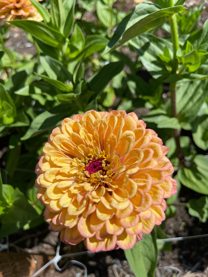 Seeds: Zinnia,‎ OP Parent: Alpenglow