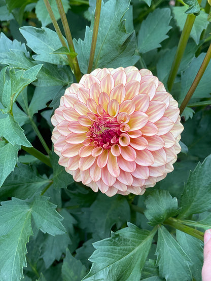 Dahlia Tuber:‎ Alpen Sundown