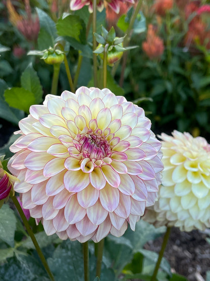 Dahlia Tuber:‎ Alpen Sundown