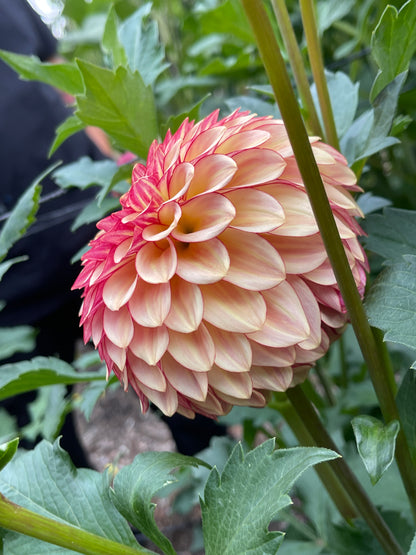 Dahlia Tuber:‎ Alpen Sundown