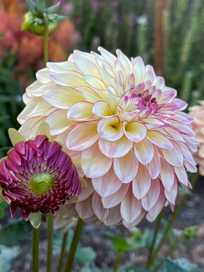 Dahlia Tuber:‎ Alpen Sundown