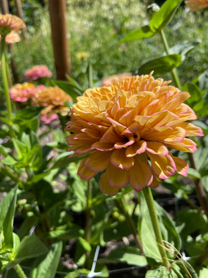 Seeds: Zinnia,‎ OP Parent: Alpenglow