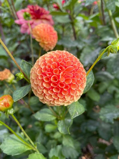 Dahlia Tuber:‎ Amber Queen