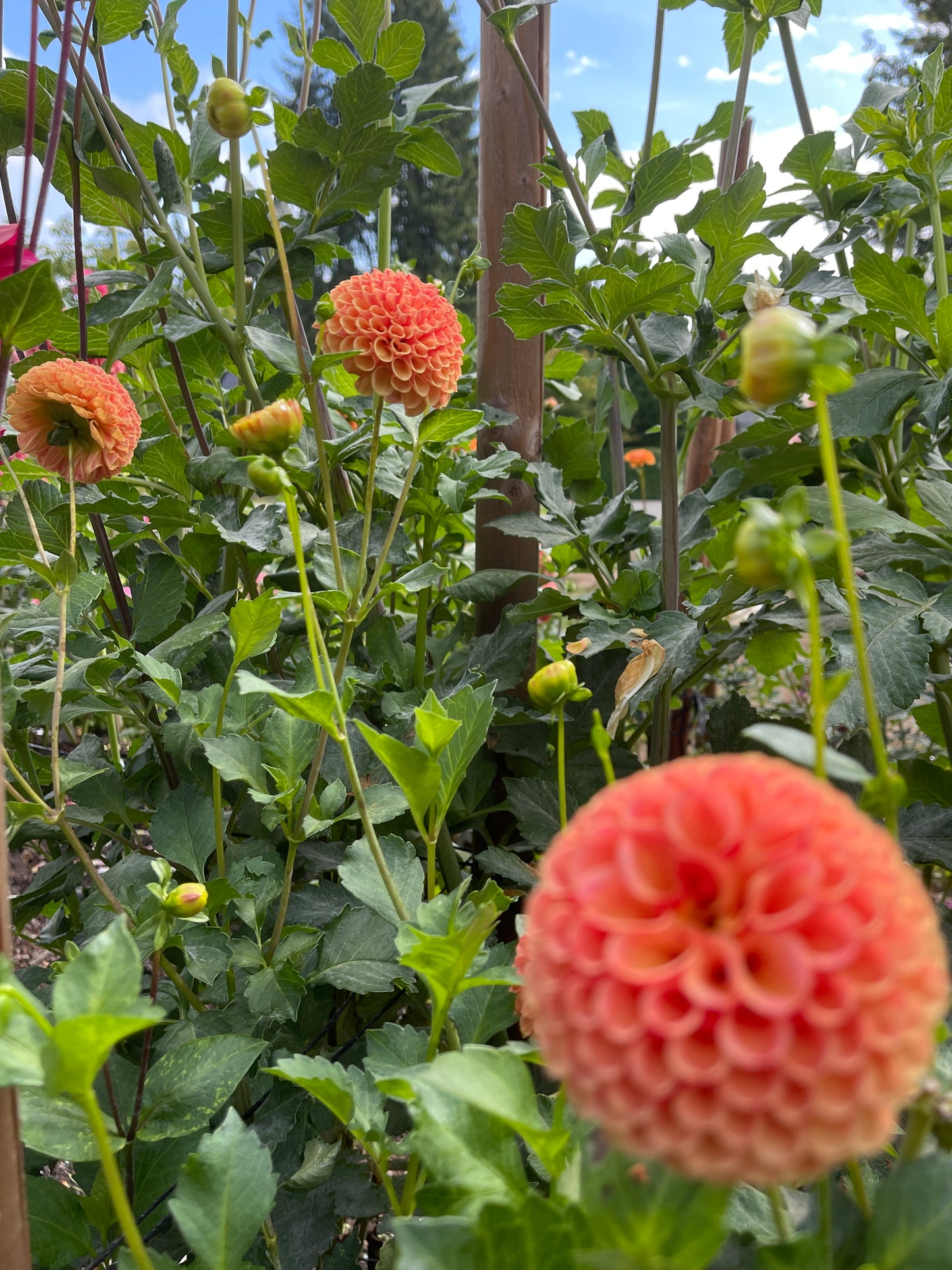 Dahlia Tuber:‎ Amber Queen