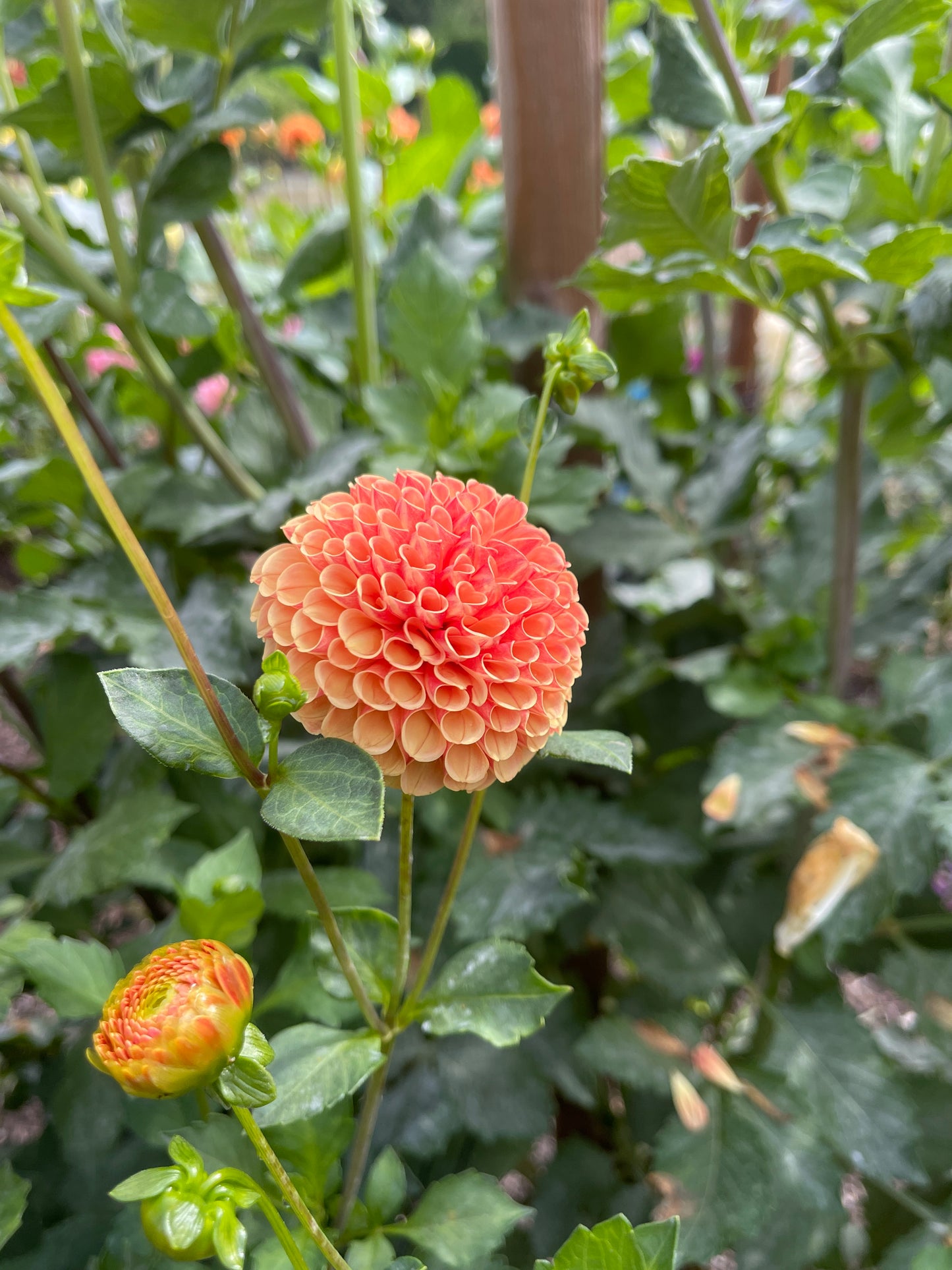 Dahlia Tuber:‎ Amber Queen