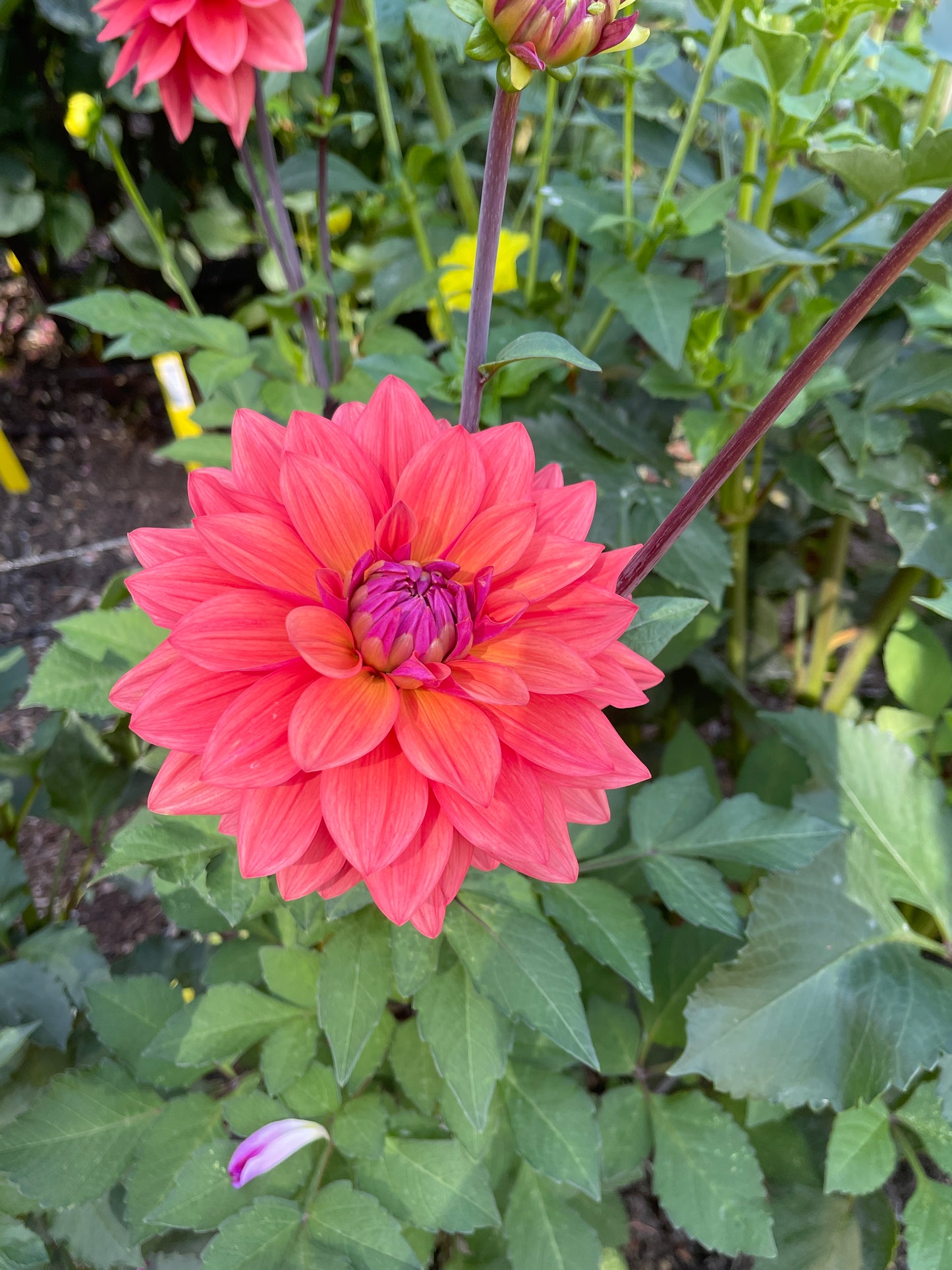 Dahlia Tuber:‎ American Mixup