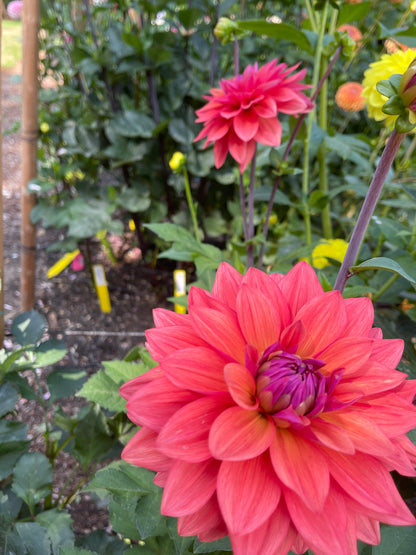 Dahlia Tuber:‎ American Mixup