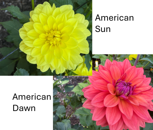 Dahlia Tuber:‎ American Mixup