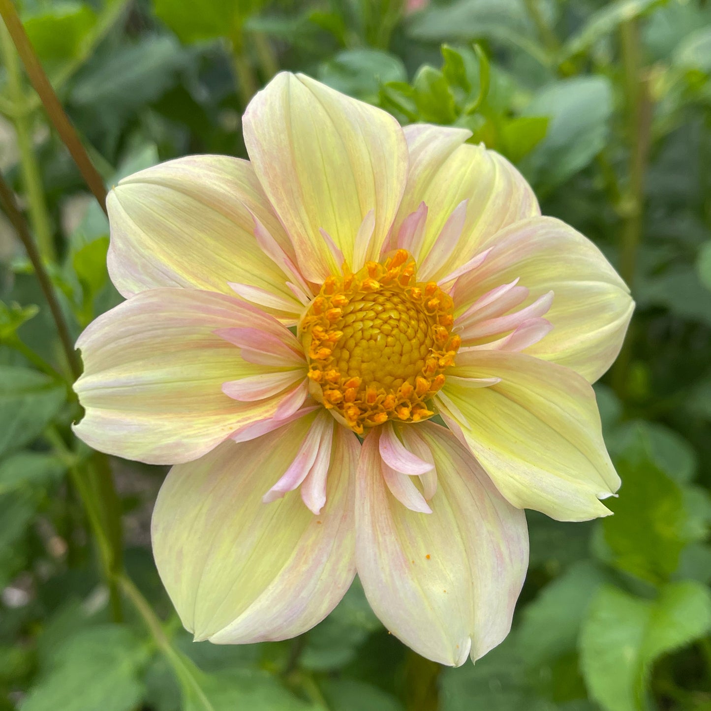 Seeds:‎ Dahlia - Apple Blossom, Sugar Moon Resilience, Wannabee parents