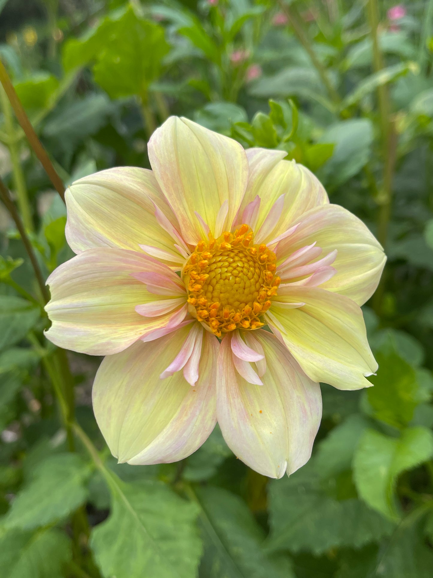 Dahlia Tuber:‎ Apple Blossom