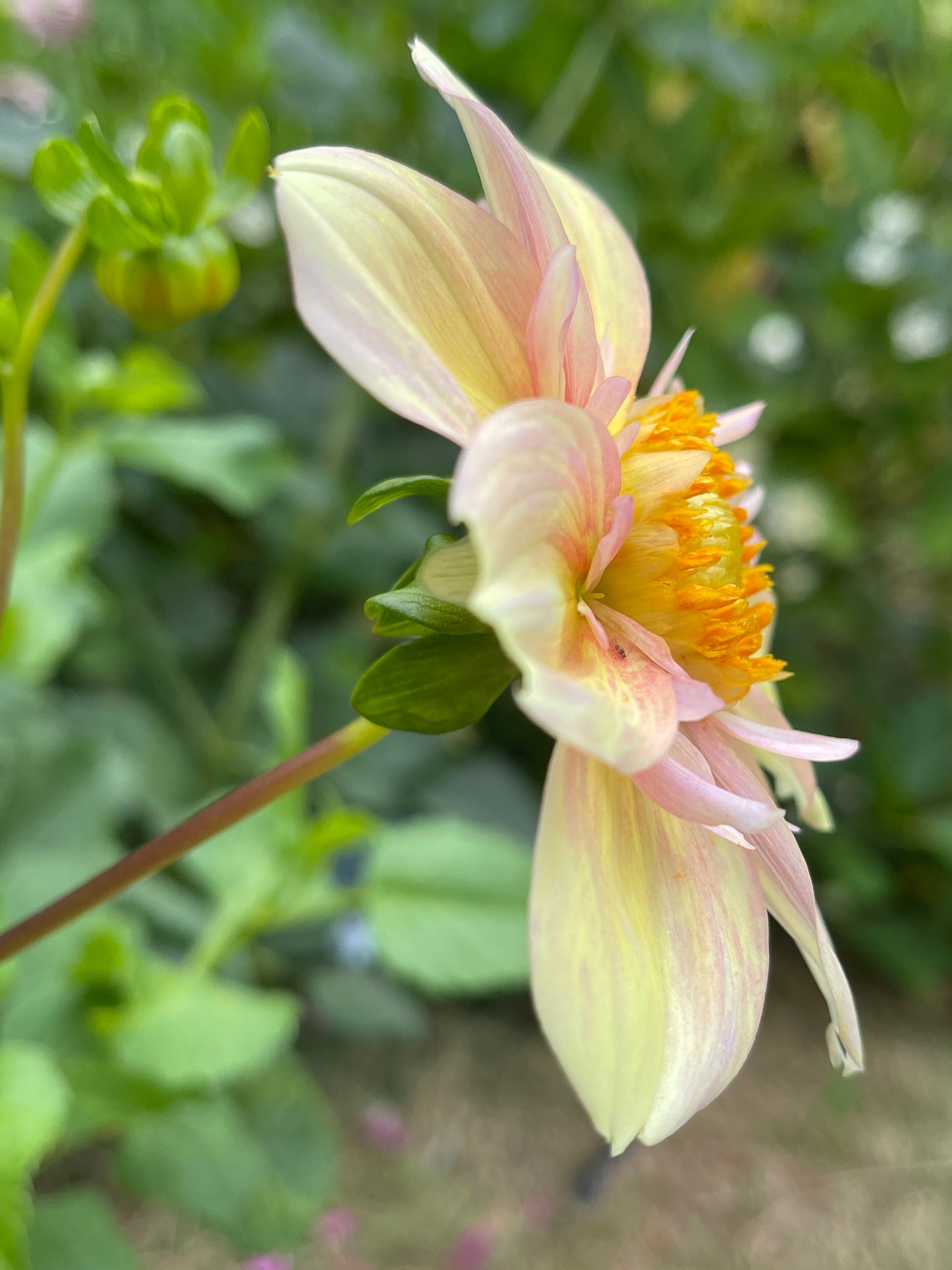 Dahlia Tuber:‎ Apple Blossom