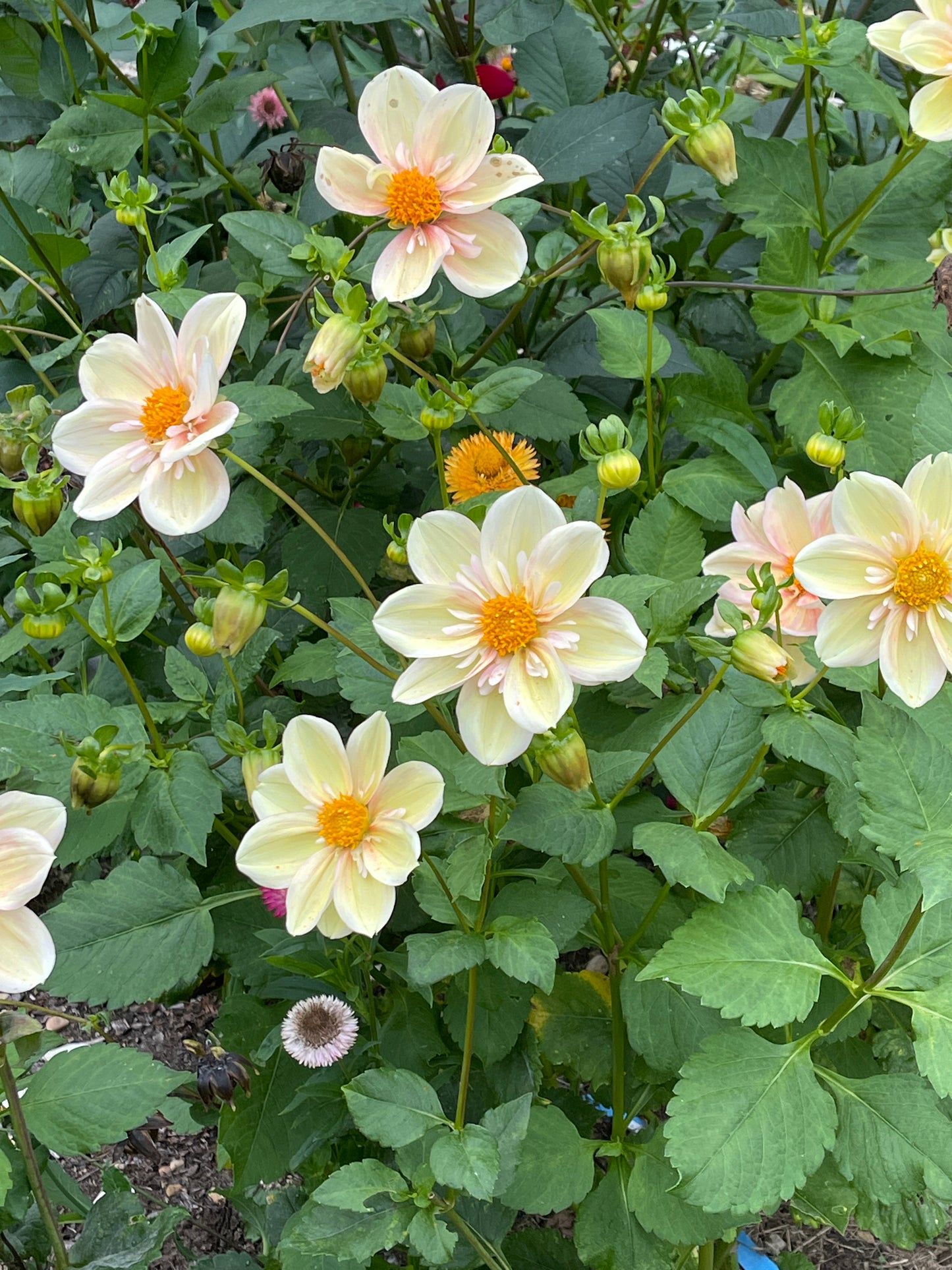 Dahlia Tuber:‎ Apple Blossom