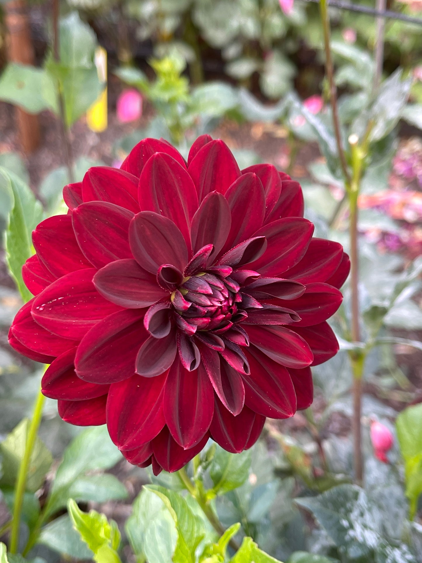 Dahlia Tuber:‎ Arabian Night