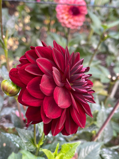 Dahlia Tuber:‎ Arabian Night