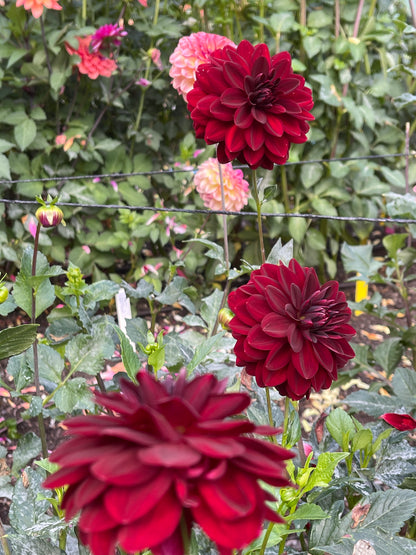 Dahlia Tuber:‎ Arabian Night