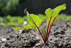 PREORDER:‎‎ Veg Plant:‎‎ Beet seedlings