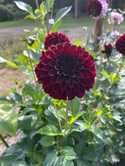 Dahlia Tuber:‎ Black Satin