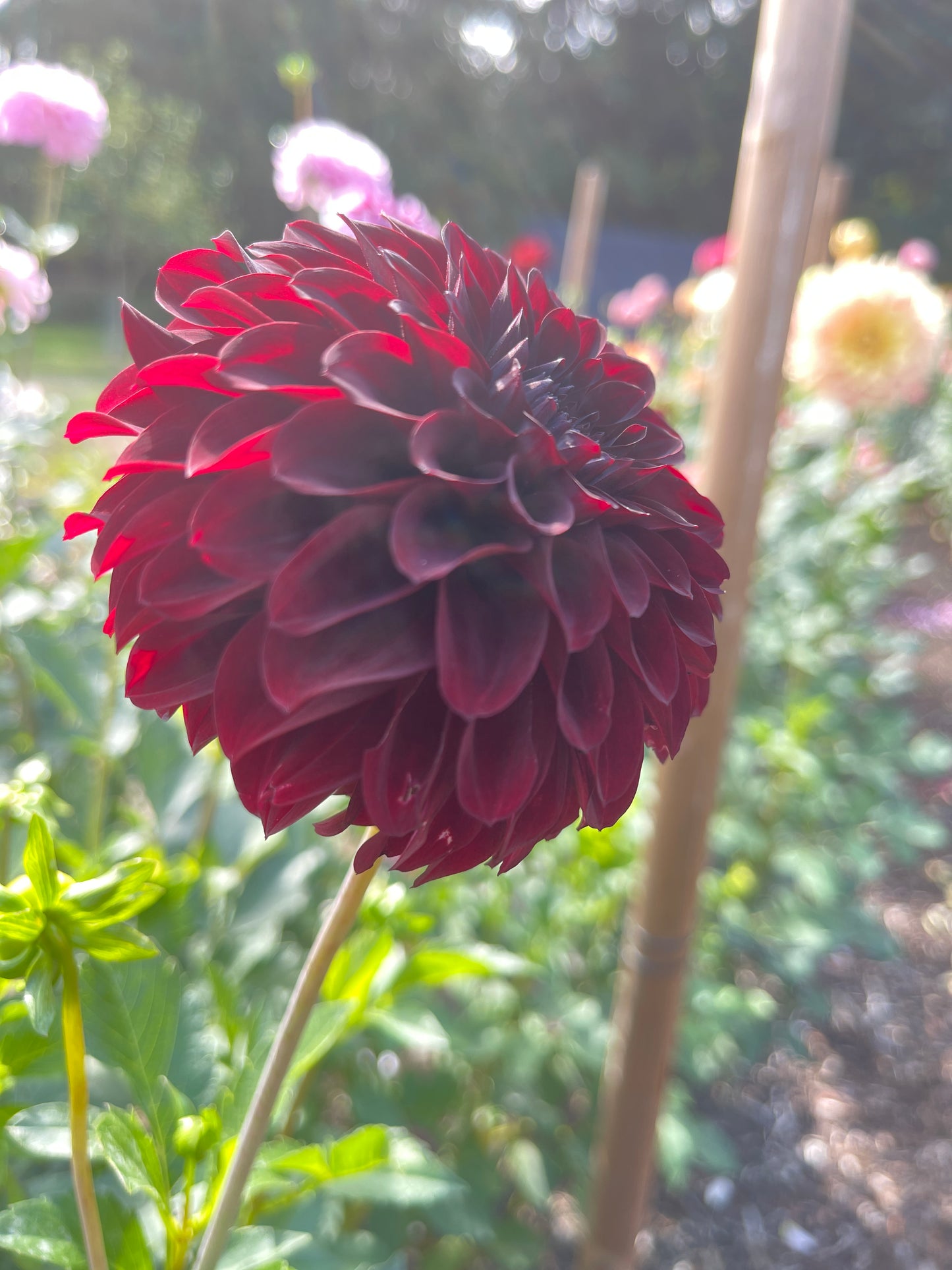 Dahlia Tuber:‎ Black Satin