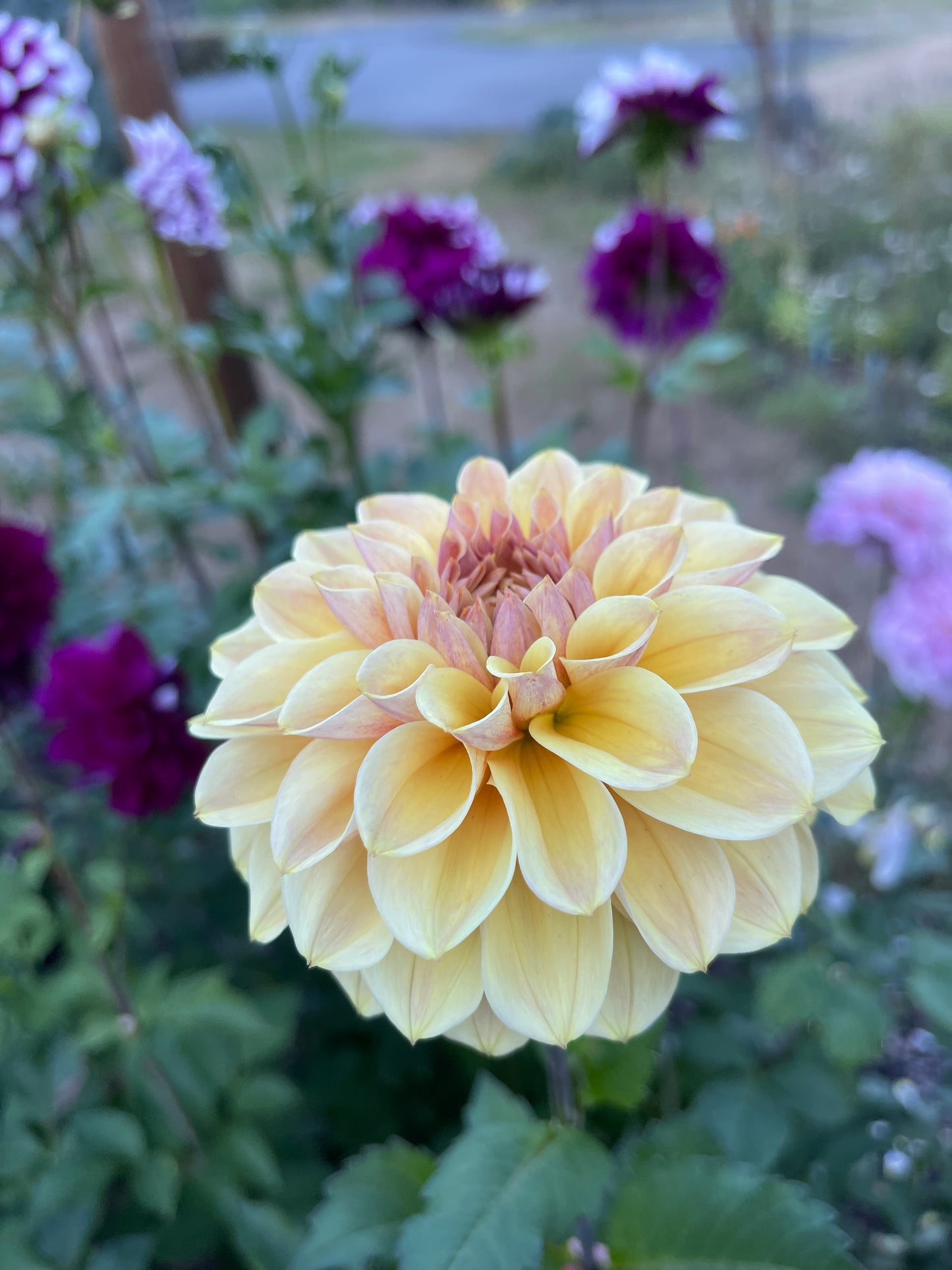 Dahlia Tuber:‎ Blah Blah Blah